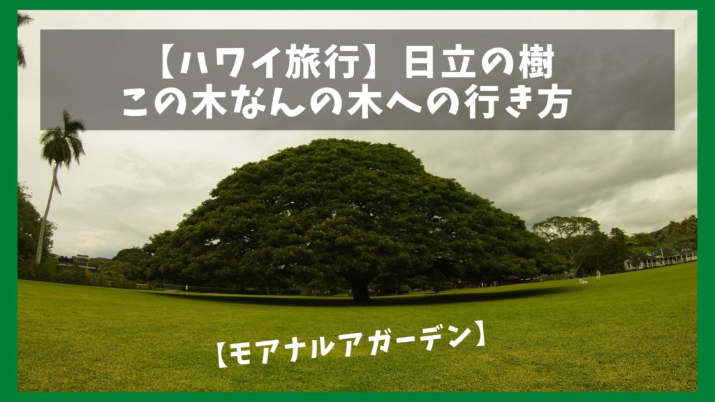 この木なんの木】ハワイ・日立の樹への行き方とモアナルアガーデン散策